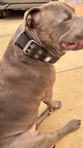 Customer photo review of SUPATUFF® Strong Dog Collar Black (Regular Fit)