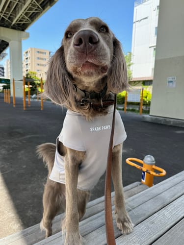 Customer photo review of Sunblock Dog T-Shirts