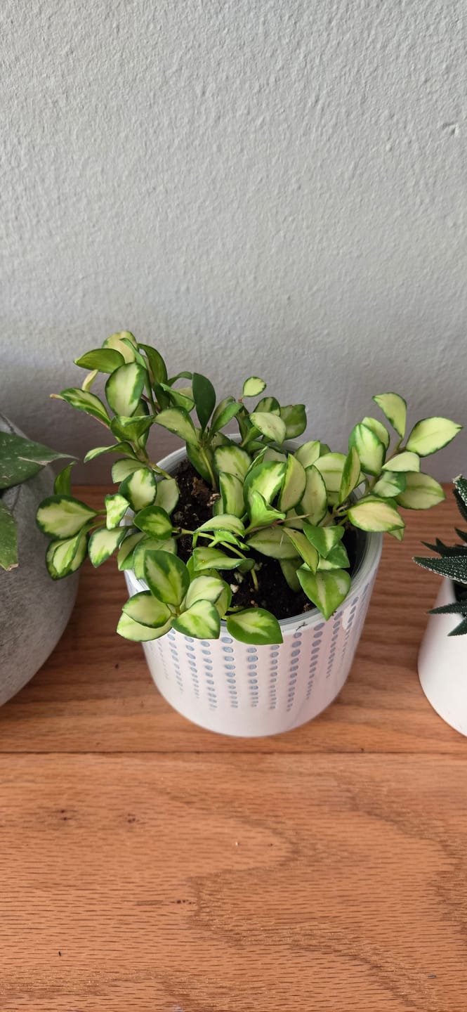 Customer photo review of Hoya heuschkeliana variegata