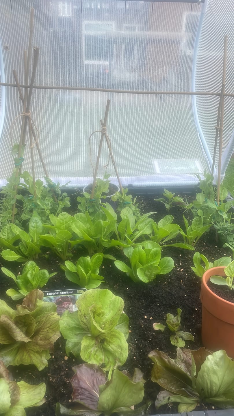 Customer photo review of Natural Compost - Organic and Peat Free - 50L Bag