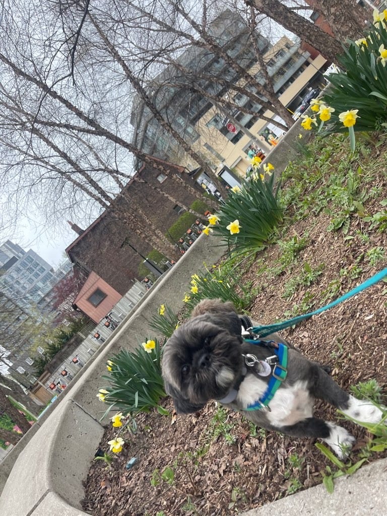 Customer photo review of No-Pull Harness (Forest)