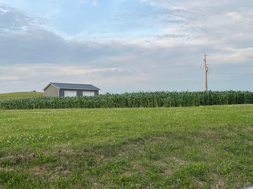 Customer photo review of Remedy Attribute II Sweet Corn (Roundup Ready)