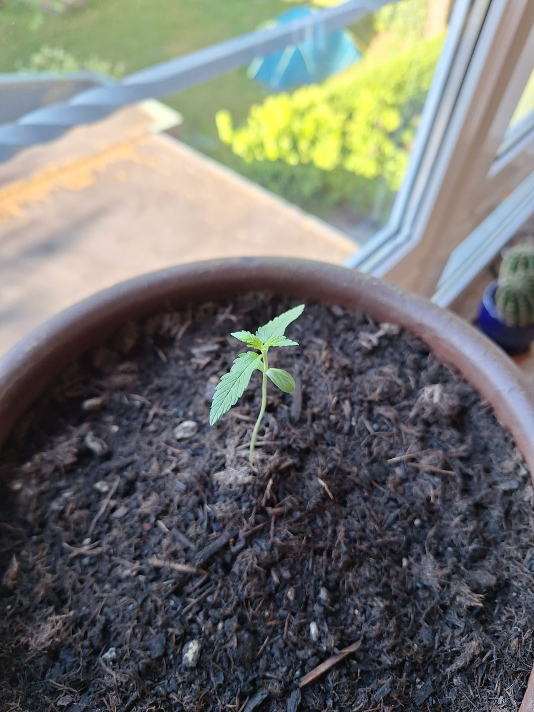 Customer photo review of Bruce Banner Automatic Cali Strain Cannabis Samen - Autoflower - Cannabis Cup Sieger 2023 - F1 Samen