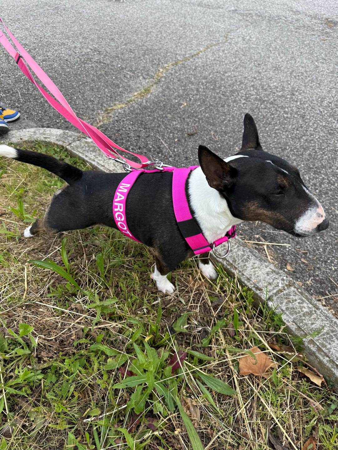 Customer photo review of Training Anti Pull TRI-Harness® | M-XL Breeds - Magenta