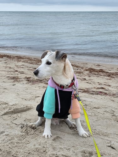 Customer photo review of Rock and Roll Dog Hoodie