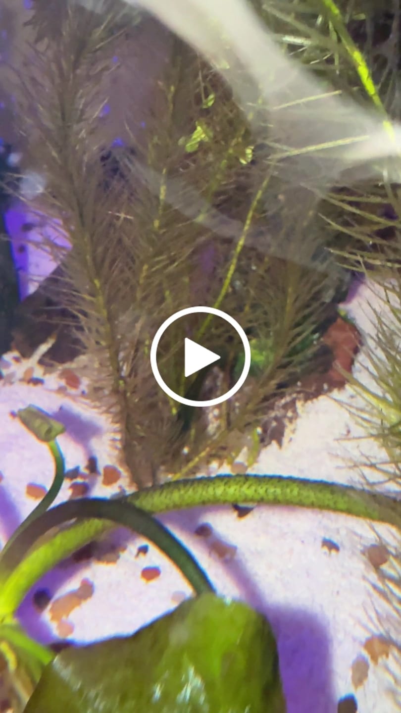 Customer video review of Green Jade Shrimp