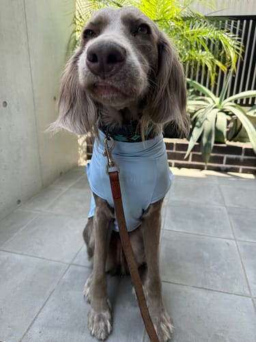 Customer photo review of Sunblock Dog T-Shirts