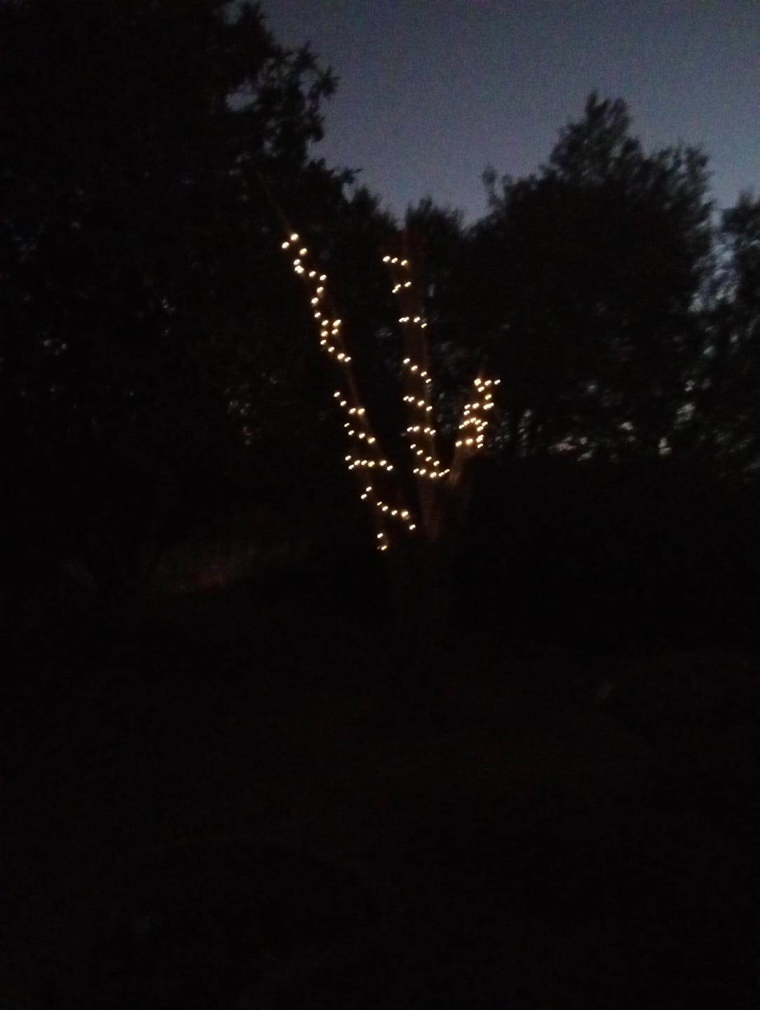 Customer photo review of Copper Wire Solar Fairy Lights