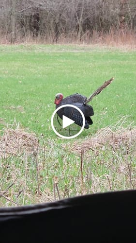 Customer video review of Turkey Decapper System