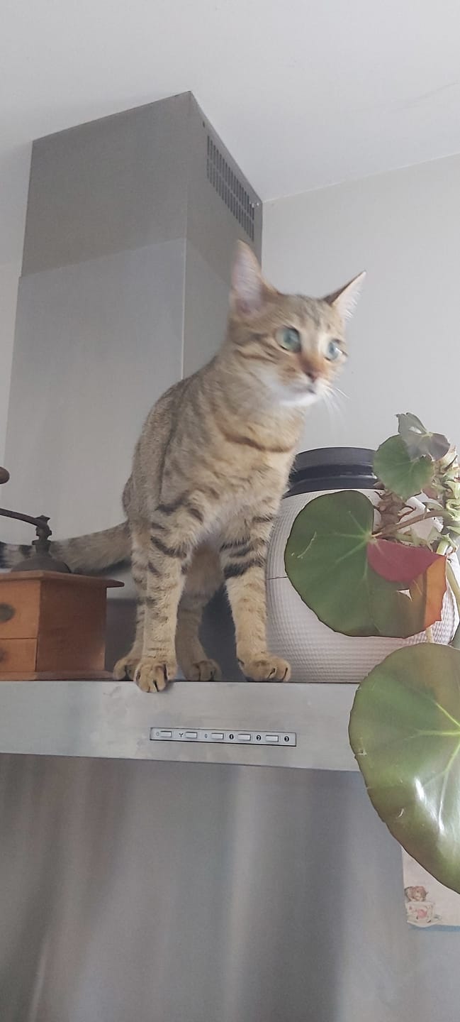 Customer photo review of Croquettes riches en poissons blancs frais (chat stérilisé)