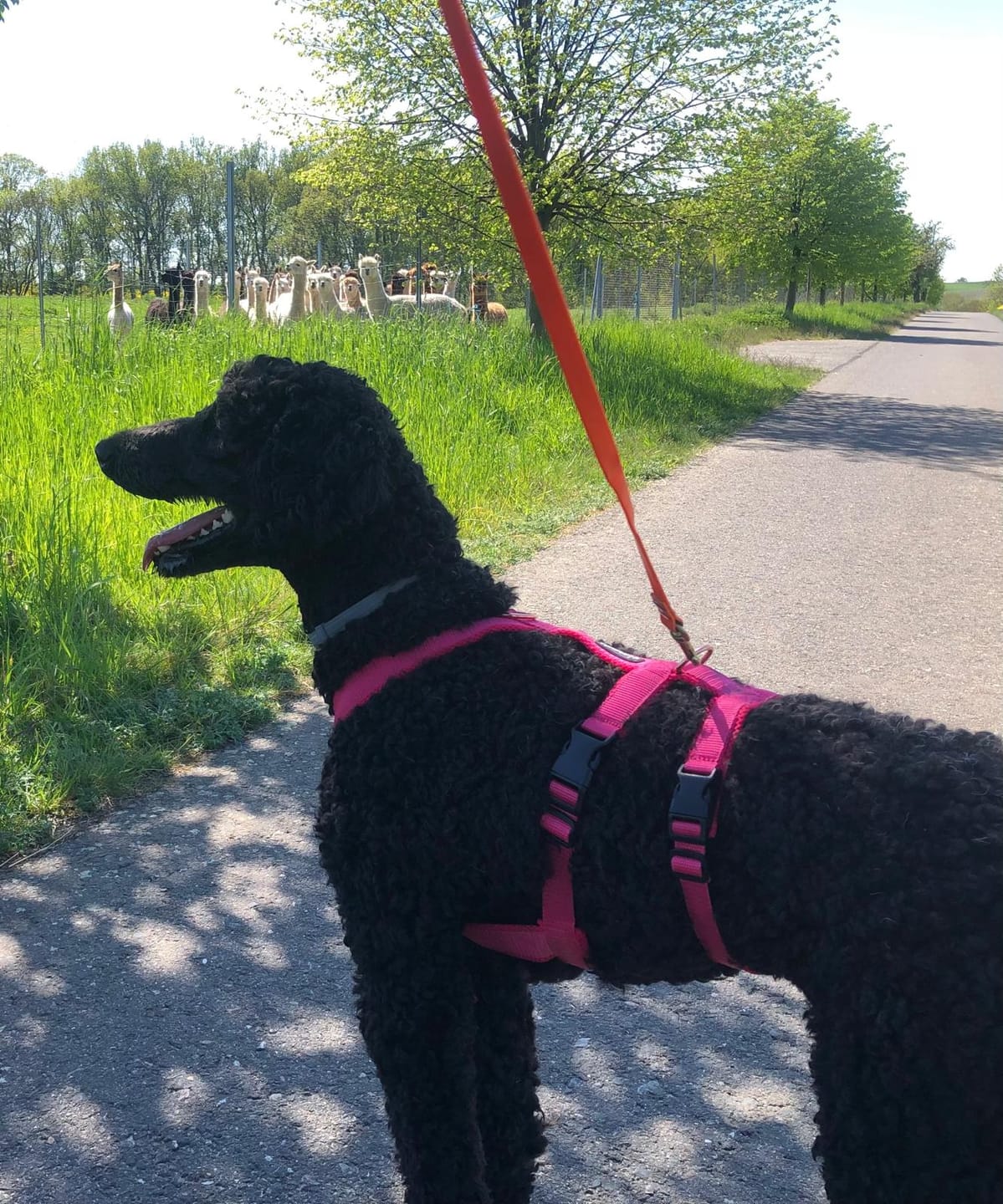 Customer photo review of Sicherheitsgeschirr FUN "Flamingo Pink"