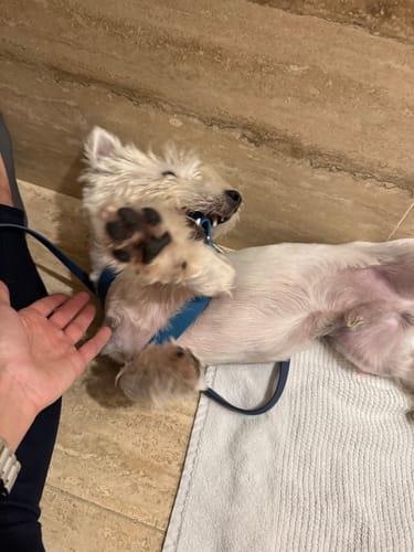 Customer photo review of Boneflex Harness Silver