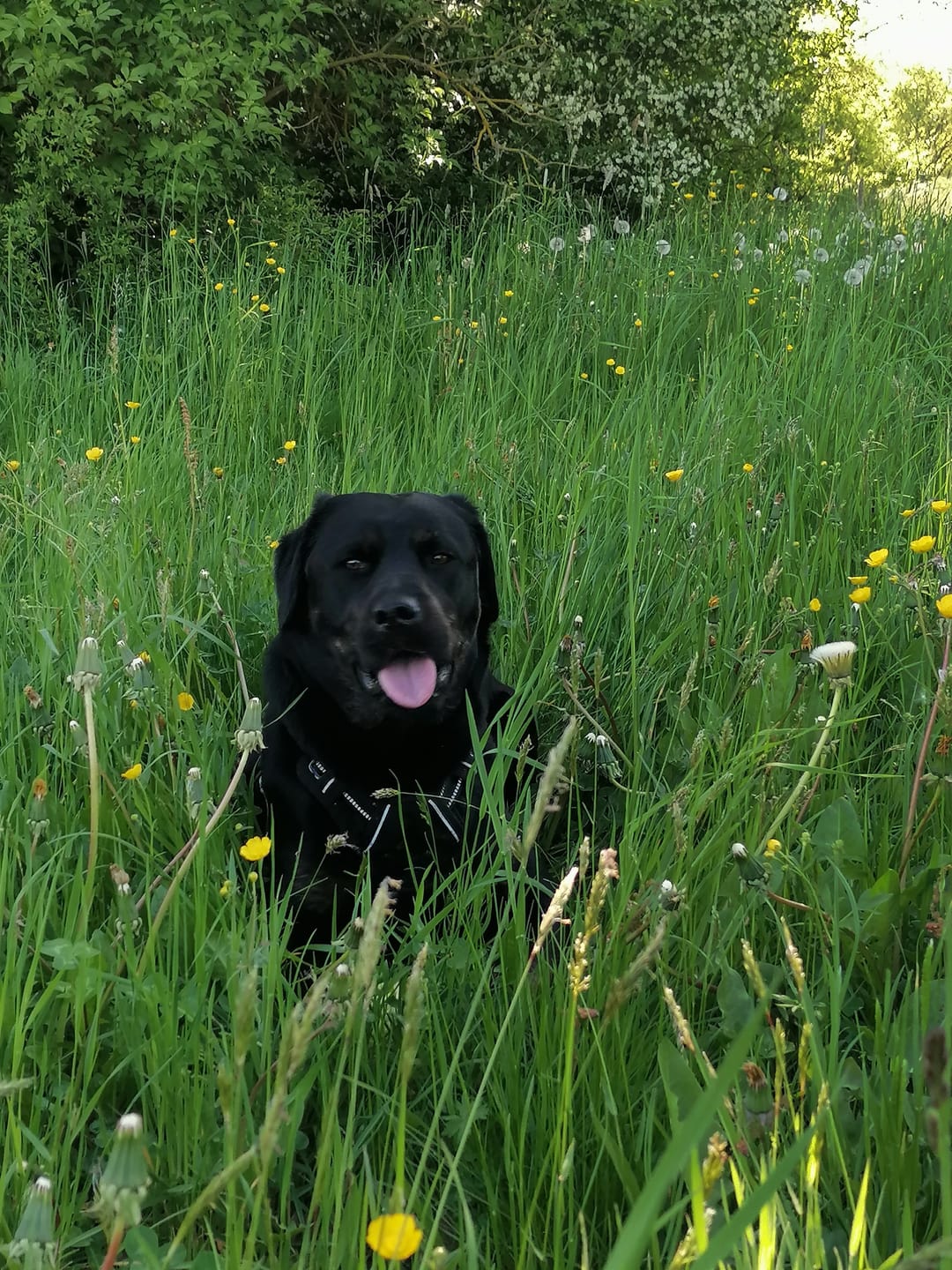 Customer photo review of Allergietest Basic Hund