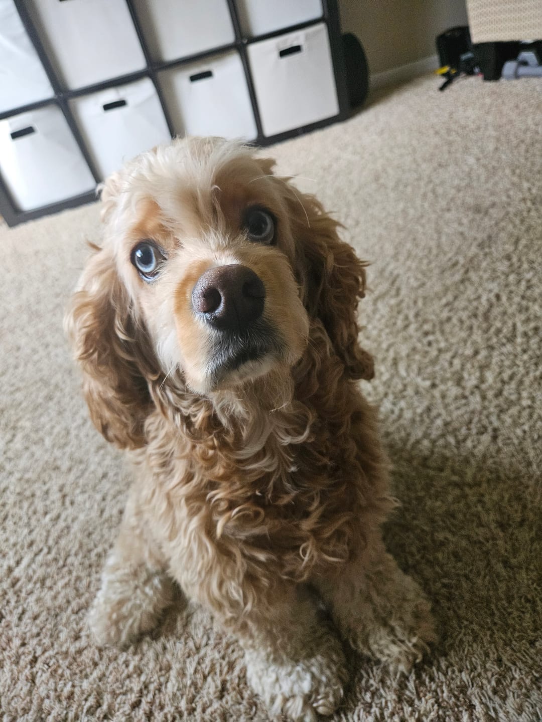 Customer photo review of 6 Inch Standard Braided Bully Stick