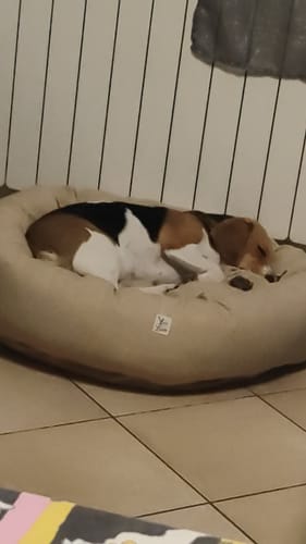 Customer photo review of Cuccia Tonda Mattias Nocciola (Soft Touch)