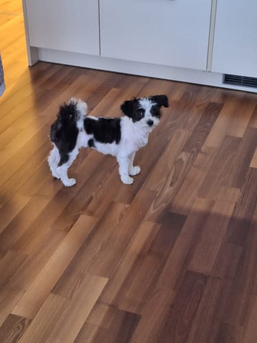 Customer photo review of Active Hips