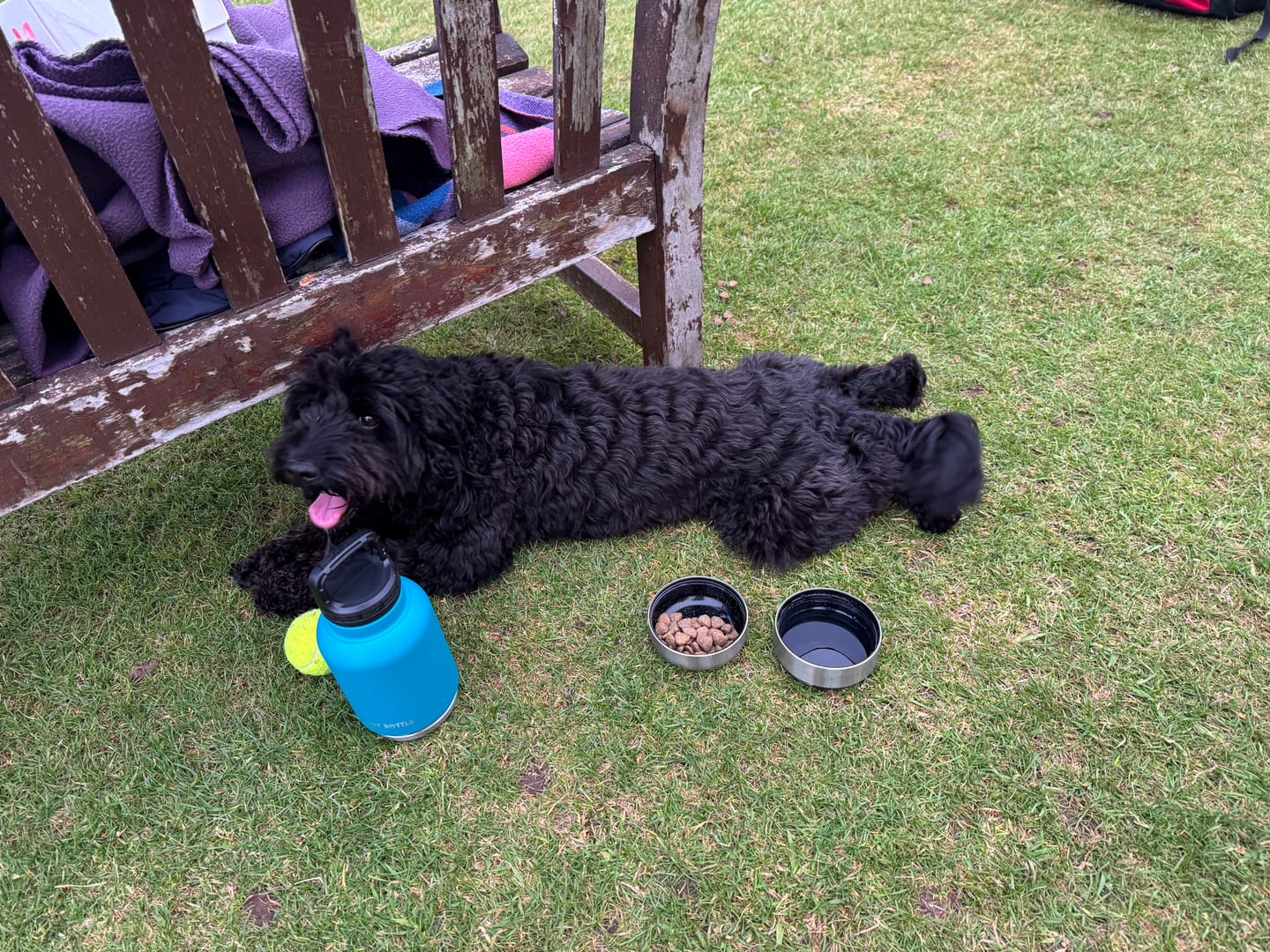 Customer photo review of BUDDY BOTTLE™   3-in-1  Dog Water Bottle