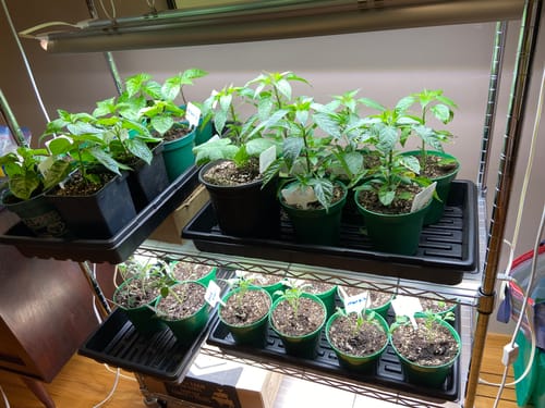 Customer photo review of Seedling Mix v4.0