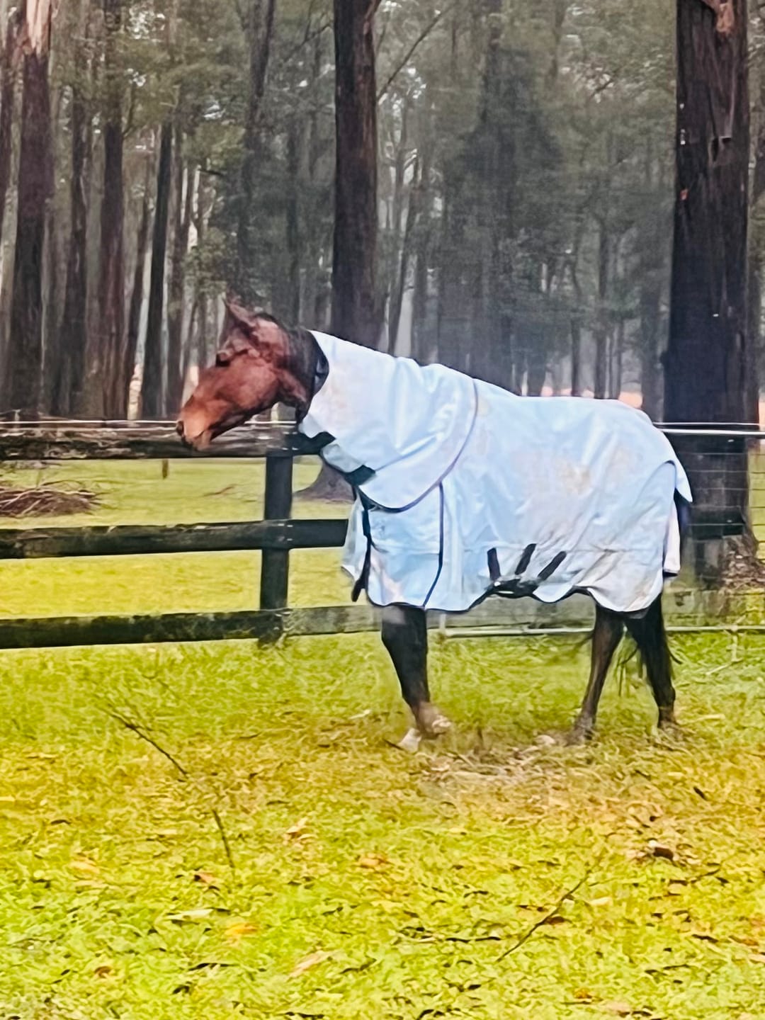 Customer photo review of LE Boxter Turnout 0g