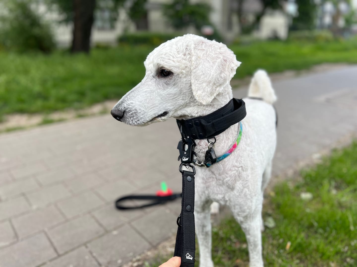 Customer photo review of Smycz przepinana dla psa - Multi Leash Black Edition Czarna