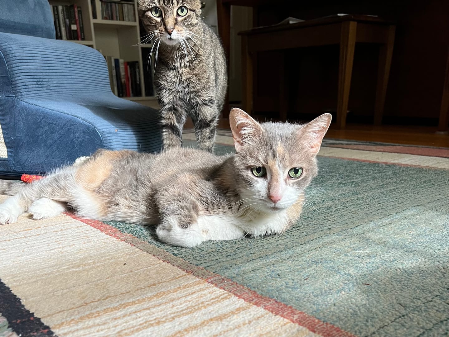 Customer photo review of Cat Arthritis & Joint Pain Relief Remedy