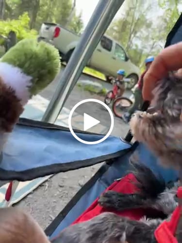 Customer video review of DE-01 Dental Dogbiotic