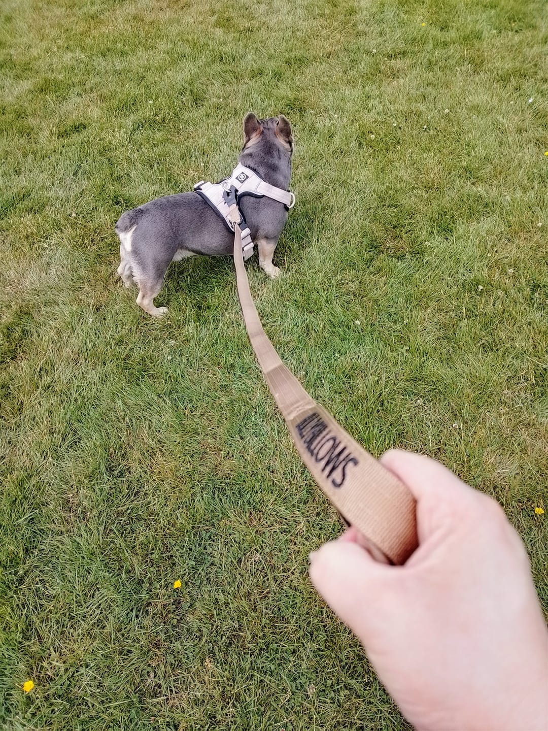 Customer photo review of 1.4m Swivel Combat Lead | Anti-Tangle & Secure Clip - Tan