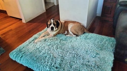 Customer photo review of PaWz Premium SuperMat Calming Bed Memory Foam Dog Mat
