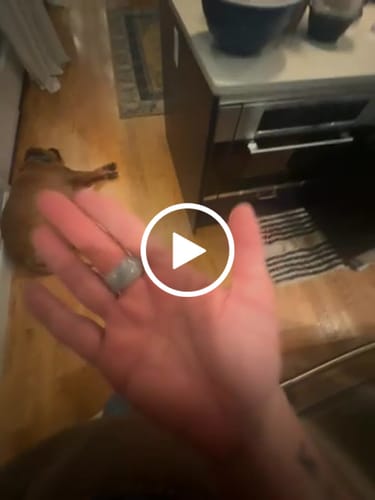 Customer video review of Verdant Oath