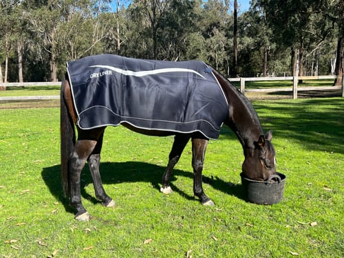 Customer photo review of Horseware Dry Liner