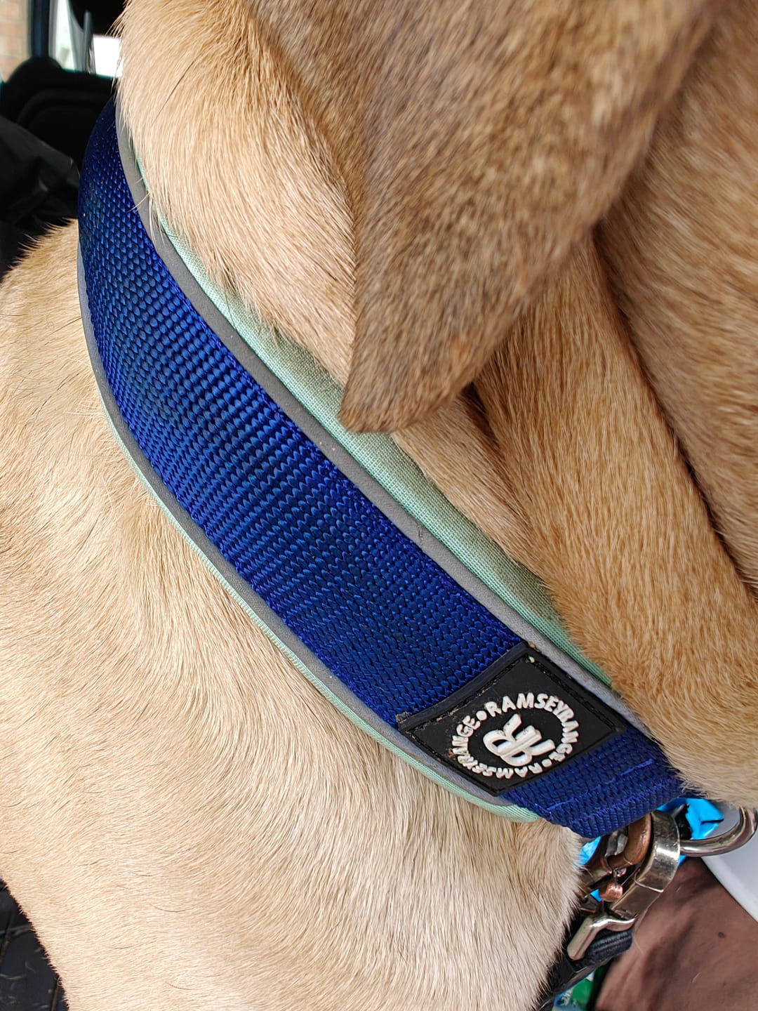 Customer photo review of 4cm Slip on Collar | Foam Padded - Blue x Turquoise