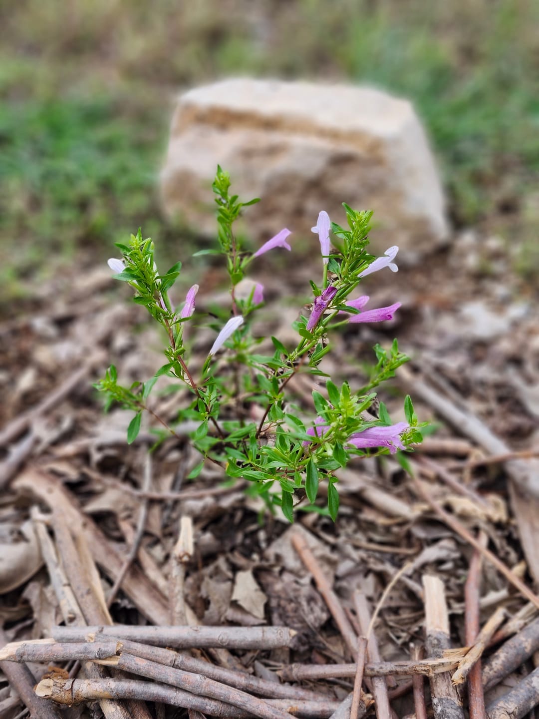 Customer photo review of Mexican Oregano