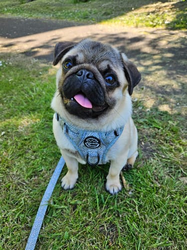 Customer photo review of Tough Trails™ Harness - Country Thyme