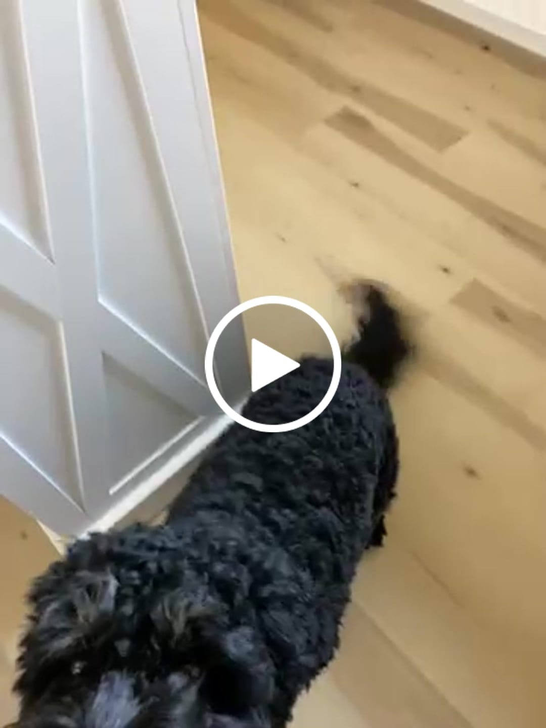 Customer video review of 6 Inch Braided Jerky Stick