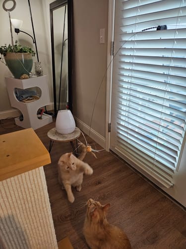 Customer photo review of Interactive Bird Simulation Cat Toy Set