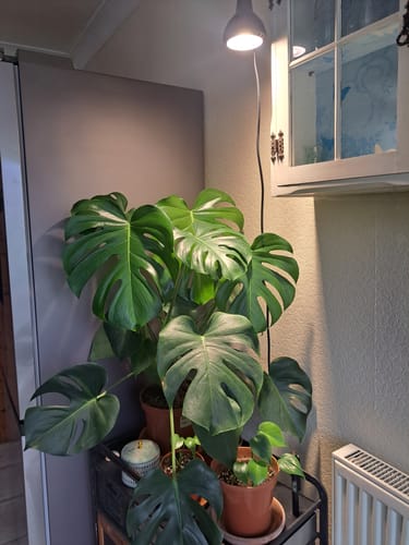 Customer photo review of Pianta Grow Light and Enna Plug-in Ceiling Pendant Bundle