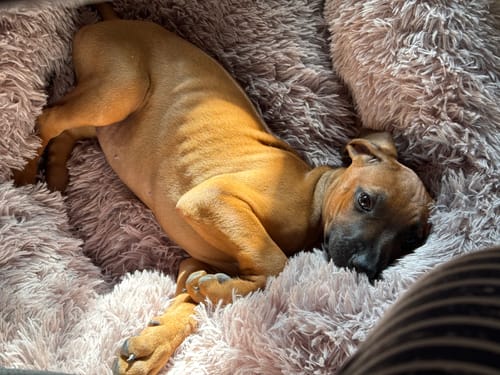 Customer photo review of Puppery Hundebett Wolke 7 - Das Original