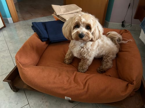 Customer photo review of Cover Cotone Siena Navy