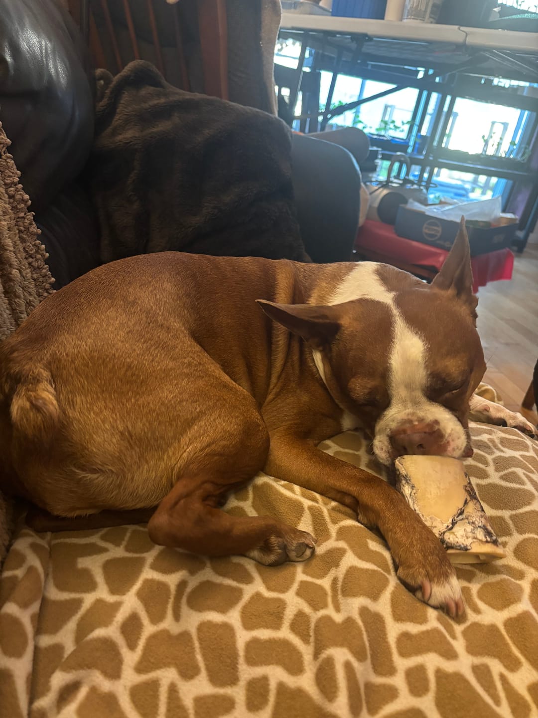 Customer photo review of Horizon Legacy - Nourriture pour chien haut de gamme