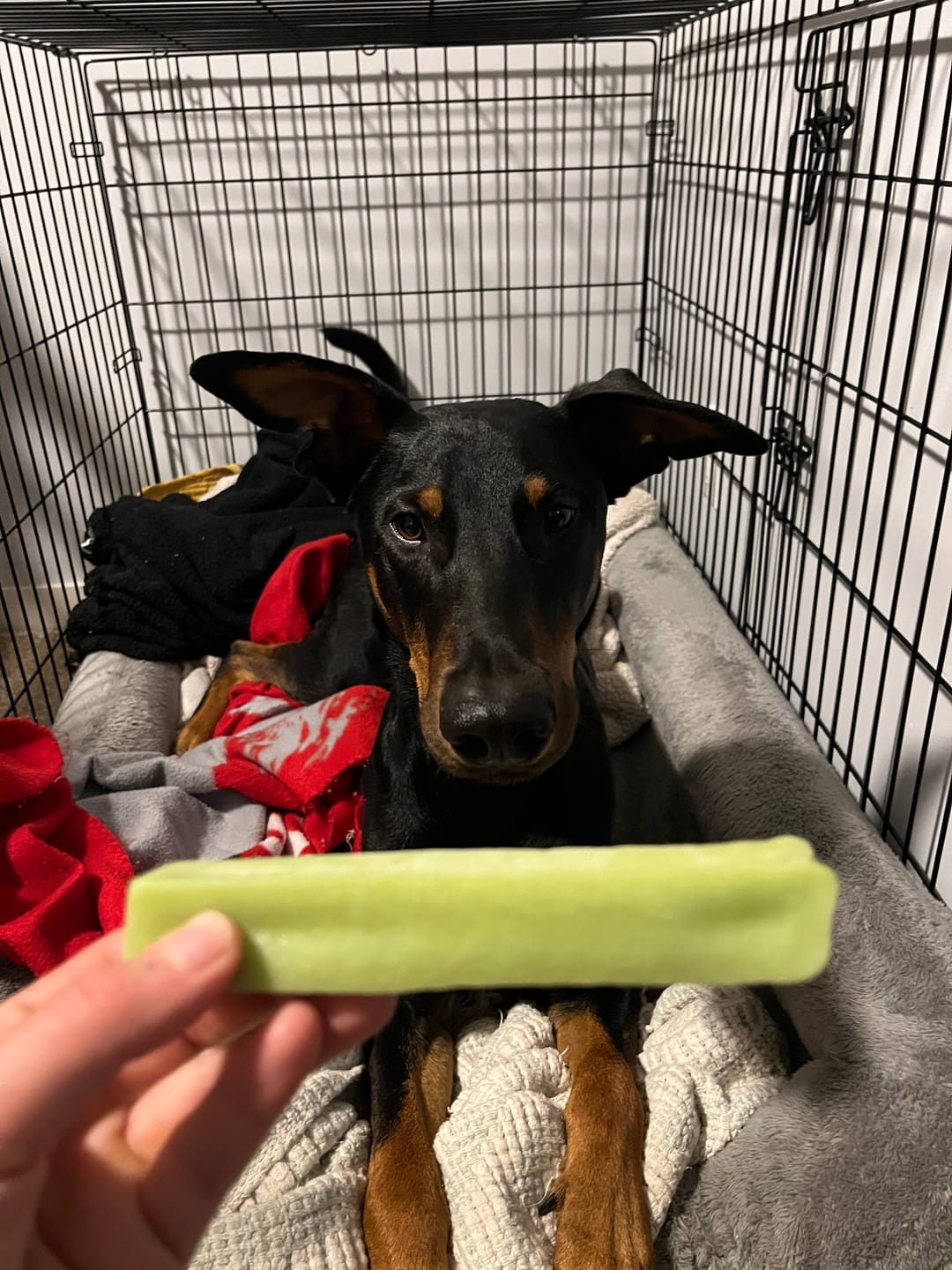 Customer photo review of Mint Himalayan Yak Chew (MEDIUM)