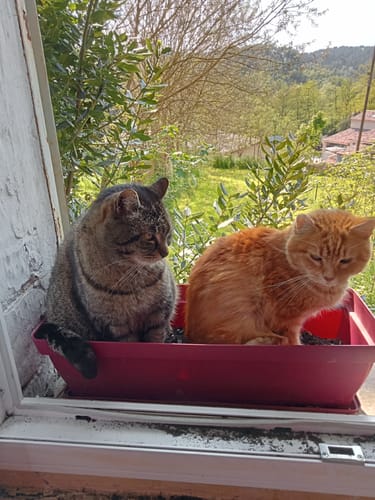 Customer photo review of Mousses riches en saumon & aux carottes (chaton)