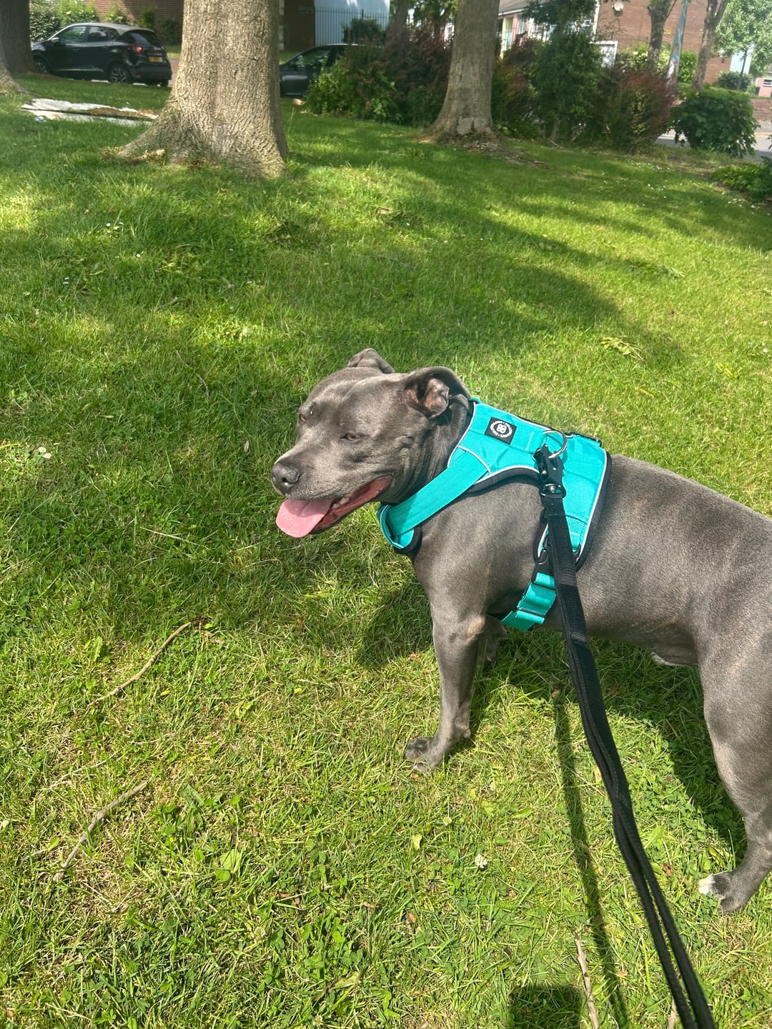 Customer photo review of Comfort Premium Harness | Non Restrictive - Turquoise