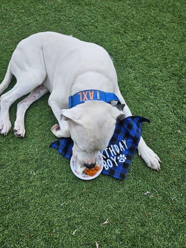 Customer photo review of Blue Bully Proof Collar