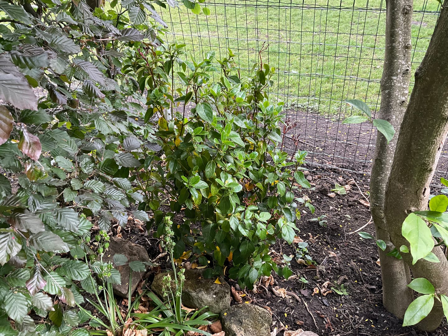 Customer photo review of Pittosporum Tenuifolium 'Elizabeth' 80cm 10L