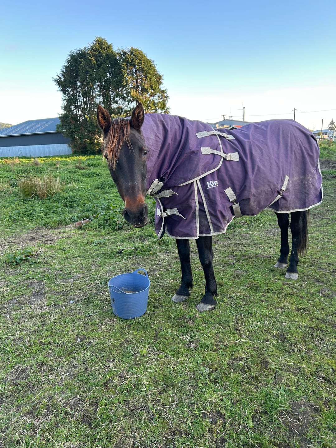 Customer photo review of Fourflax Equine Bone & Joint Oil