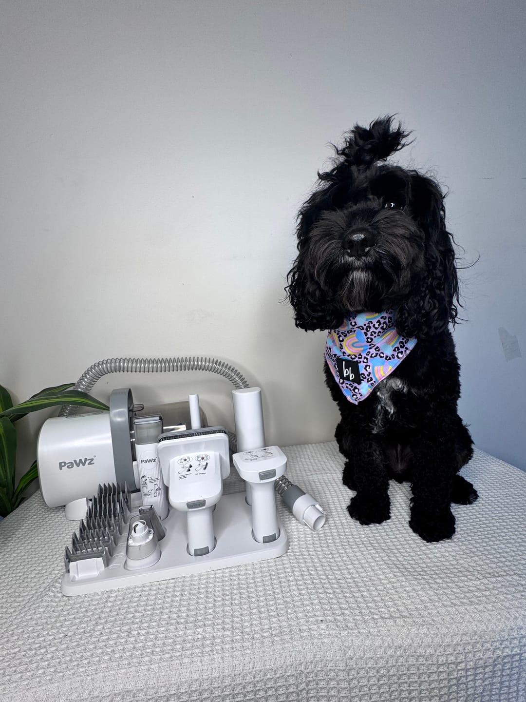 Customer photo review of PaWz GroomMate Pet Grooming Kit