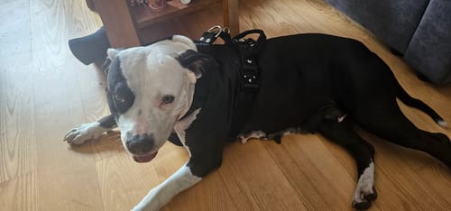 Customer photo review of Szelki z szybką klamrą - Easy Walk Extreme Czarne