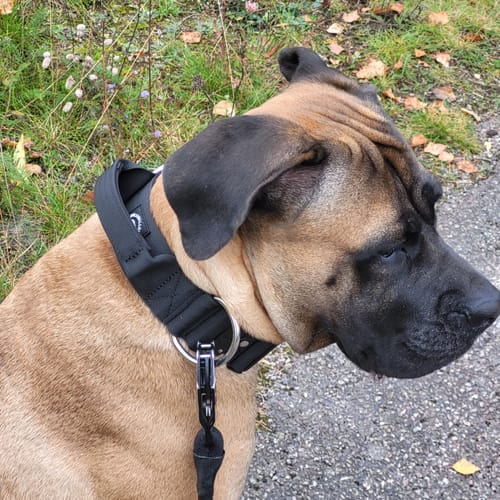 Customer photo review of 5cm Combat® Collar | With Handle & Secure Clip - Black