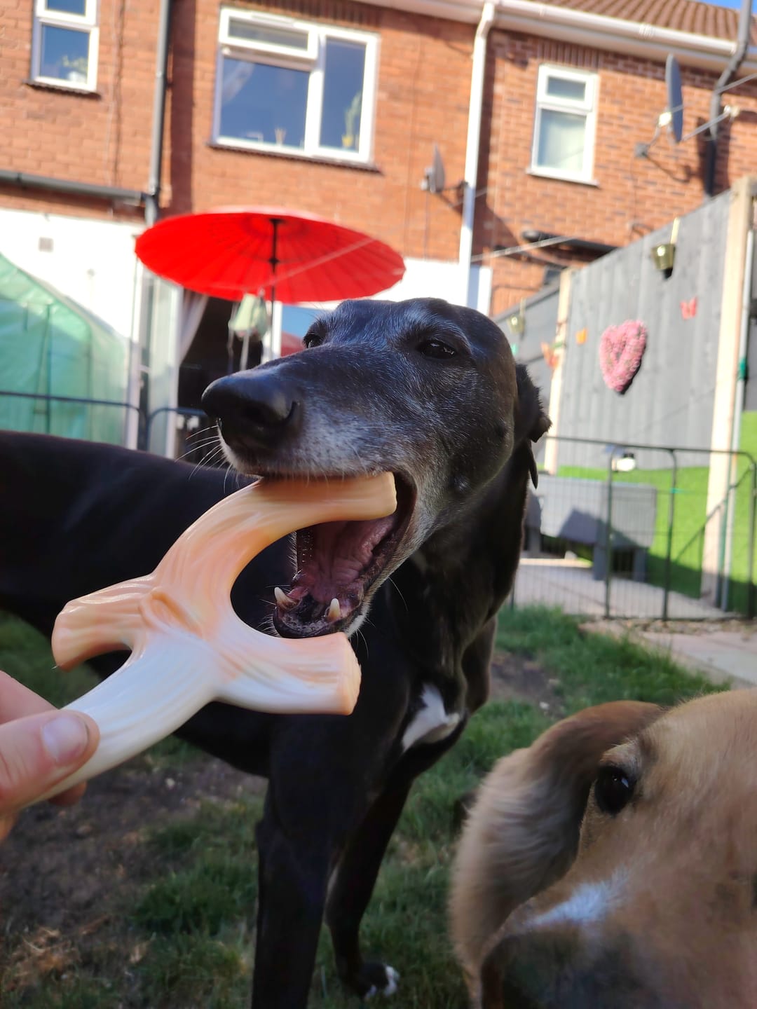 Customer photo review of Pupco Nylon Chew Stick