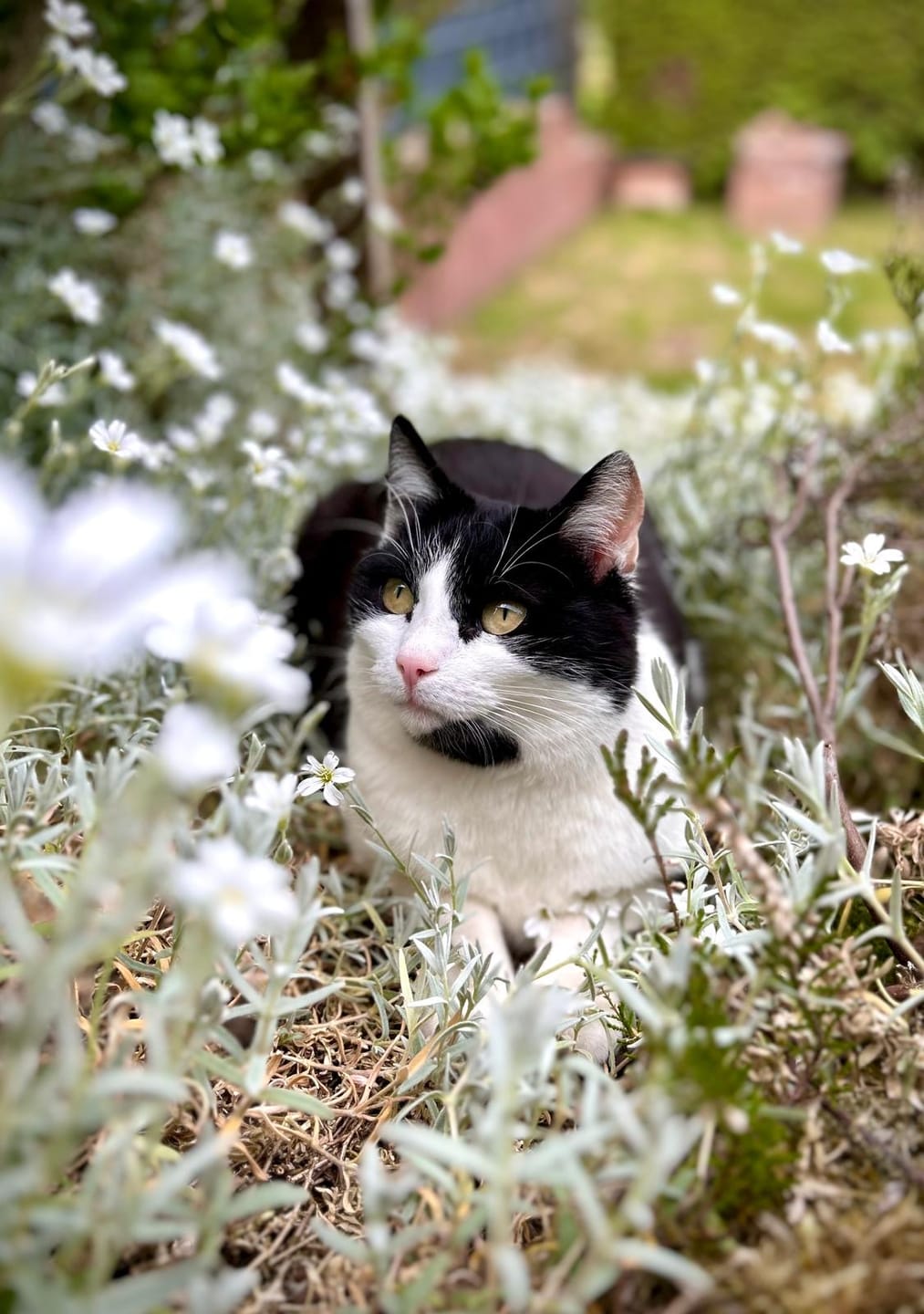 Customer photo review of Zpot-on für Katzen gegen Zecken, Flöhe, Milben & Mücken [Jahresvorrat]